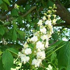 Chestnut Bud (Rostkastanie) Chestnut Bud (Rostkastanie)
