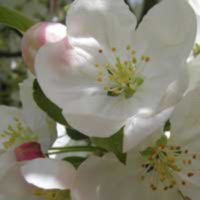 Crab Apple (Holzapfel) Crab Apple (Holzapfel)