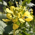 Mustard (Ackersenf) Mustard (Ackersenf)