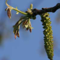 Walnut (Walnuss) Walnut (Walnuss)